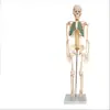 Modelo de Esqueleto Humano para Adultos com Pontos de Origem e Inserção Muscular e Ligamentos Modelo de Ensino