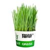 Gato Preguiçoso Macarrão Instantâneo Erva de Gato em Vaso Gato Natural Auto-Cultivado Hidropônico Sementes de Erva de Gato Lanches para Gato Macarrão Instantâneo Copo Erva de Gato # #