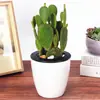 Uma geração de cacto palma vermelha palma branca palma amarela planta cacto em vaso flores em vaso de interior