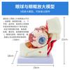 Modelo de estructura anatómica del globo ocular de enseñanza humana, modelo de ojo médico de simulación infantil desmontable, 6 veces