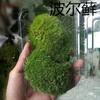 Pátio ao ar livre jardim paisagismo planta vaso de flores pavimento decorativo musgo micro paisagem garrafa ecológica musgo atacado