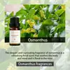 Aceites Esenciales de Aromaterapia Solubles en Aceite de Amazon, Máquina de Aromaterapia de Dos Fluidos, Velas de Uso Único, Aceites Esenciales Compuestos para DIY, Todo en Inglés