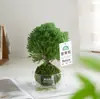 Planta verde de bola de musgo para escritorio interior, hidropónica, plantas pequeñas en maceta, fácil de cuidar, micro paisajismo inspirado en Zen para decoración de mesa de café