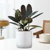 Planta de Caucho Black Diamond en Maceta para Uso en Interiores y Exteriores, Planta Verde para Purificación del Aire, Planta en Maceta para Escritorio de Oficina, Planta Verde de Cuatro Estaciones