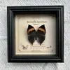 Marco de Fotos con Foto de Espécimen de Mariposa Real Elegante Madera Decorativa Pintura Muebles para el Hogar Marco de Fotos Retro Europeo Mesa Regalo de Cumpleaños