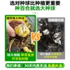 Bulbos de Lírio de Outono de Floração Dupla, Mudas de Flores de Floração Simples, Lírios Perfumados Comprados Diretamente da Holanda, Canhão de Ferro, Plantas de Vaso para Iniciantes do Pátio Karie
