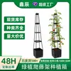 Suporte de Caixa de Plantio Novo Mais Vendido Transfronteiriço Treliça de Tomate Estrutura para Escalada Suporte de Flores Planta Verde
