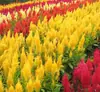 180 Variedades de Sementes de Flores Não Repetitivas, Fáceis de Cultivar em Todas as Estações, Podem Afastar Mosquitos, Adequadas para Varandas Internas e Externas, Distribuição Transfronteiriça
