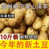 Especialidad de Guizhou Papa Mila de pulpa amarilla de Weining, papa amarilla de piel amarilla de variedad antigua de alta montaña fresca, paquete de 5 kg