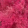 Flores secas de gypsophila preservada más vendidas, ramo grande multicolor, flores frescas para decoración del hogar, venta al por mayor de flores para manualidades DIY