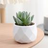 Transfronteiriço Amazon Simulado Suculento Pequenas Plantas Envasadas Atacado Decoração de Varanda Pequenas Flores Falsas Fofas Flores de Exibição de Mesa