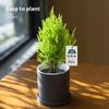 [Relax] Pinheiro Fragrante Pequeno Árvore de Natal Planta Verde Cipreste Planta de Mesa de Escritório Em Vaso Presente de Feriado Presente
