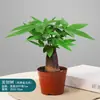 Árbol del Dinero Maceta Escritorio Vidrio Hidropónica Árbol de la Fortuna Árbol que Sacude el Dinero Perenne Todo el Año Fácil de Cuidar Planta Pequeña en Maceta