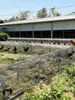 Túnel Dobrável para Galinheiro Gaiola de Coelho Cercado para Frango Quintal Externo Passarela Fazenda Galinheiro Walk-In para Criação a Céu Aberto