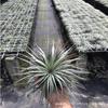 Piña de Aire Planta sin Tierra para Personas Mayores, Hierba de Aire Piña Planta Verde Creativa de Cuatro Estaciones Perenne Colgante de Interior
