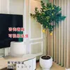 Planta de Limonero en Maceta con Fruta Comestible Planta Verde Alta para Sala de Estar Planta Grande Interior Balcón Perenne Todo el Año