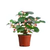 Árbol Bodhi pequeño en maceta con fruta, bonsái estilo Zen para interior, planta verde para escritorio de oficina y sala de estar