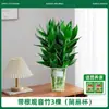 Bambú de Guanyin, bambú de la suerte, plantas hidropónicas con raíces, flores, plantas verdes, potos, plantas de interior en maceta, bambú de la fortuna, cultivadas en agua