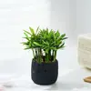 Plantas en la Oficina, Plantas en Maceta de Escritorio, Plantas a Prueba de Radiación en la Sala de Estar, Purifican el Aire, Siempre Verdes Todo el Año