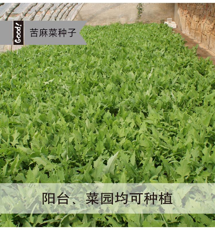 苦麻菜03-1