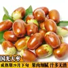 Venta al por menor de plántulas de azufaifo de invierno Zhanhua súper dulces y extra grandes con cepellón, azufaifos de agua y leche injertados en tierra de segunda y tercera generación