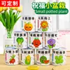 Celebridade da internet pode plantas verdes em vasos sementes de tomate morango flor pequena agricultor enlatado pequeno vaso infantil feito à mão pequenos presentes