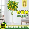 Planta de Limoeiro em Vaso com Frutos, Planta Verde Comestível, Grande para Sala de Estar Interna Varanda, Planta de Floração Quatro Estações, Fácil de Manter
