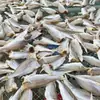Pescado salado semi-seco recién secado al sol, corvina amarilla pequeña seca, corvina blanca, corvina amarilla, especialidad secada al aire, hecho en casa por pescadores