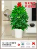 Envío directo para eliminar formaldehído, Plantas verdes para casa nueva, Eneldo verde en maceta, Sala de estar interior, Plantas verdes grandes, Inauguración de casa, Mudanza y Apertura