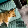 Esterilla para dormir para perros, cama para perros para todas las estaciones, alfombrilla de suelo para mascotas extraíble y lavable, resistente al desgarro y a las mordeduras, cama para gatos y perros, cálida para el invierno