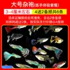 Peixe Ornamental Guppy Tropical de Raça Pura, Peixe Pequeno de Água Doce de Água Fria, Fácil de Criar e Resistente, Peixe Vivíparo Premium Vivo