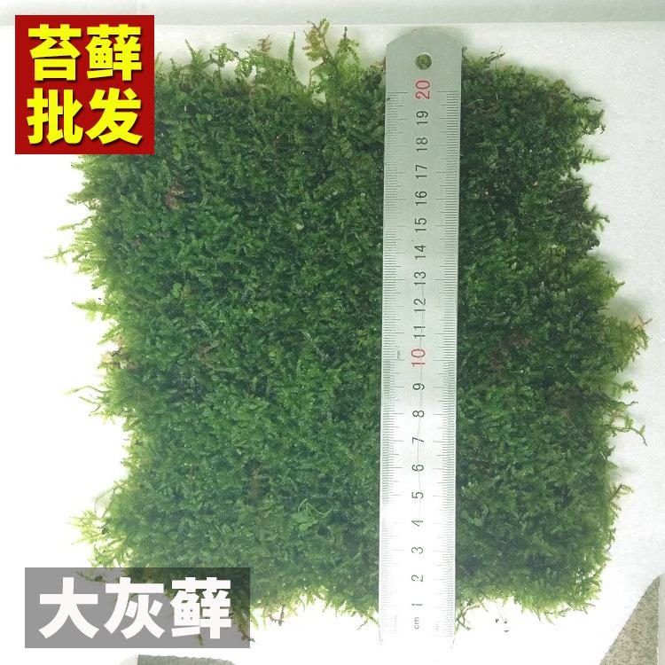 大灰藓