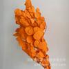 Flor Estilo Escandinavo Manzana Eterna Eucalipto Popular Atrezzo para Sesiones Hoja de Manzana Blanqueada Material de Hoja de Flor Inmortal