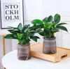 Plantas en Maceta Diamante Dorado, Plantas Verdes Diamante Platino, Plantas Verdes de Hoja Grande Hidropónicas, Suculentas, Flores Fáciles de Cuidar para la Oficina