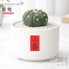 Plantas Suculentas de Interior, Cactos Pequenos em Vasos, Flores, Plantas Verdes, Escritório, Jardim de Infância, Mesa, Suculentas Tipo Cacto