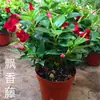 Estilo Colgante Planta Verde Verdadera Estilo Colgante Creativo Planta Verde Cuentas de Buda Lágrimas de Amante en Sala de Estar Lila Verde y Espárrago Decoración