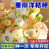 E-commerce Dropshipping de Sementes de Lisianthus para Uso Interno e Externo em Todas as Estações, Flores de Vaso Fáceis de Cuidar, Sementes de Flores Floríferas para Exterior
