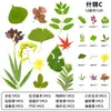 Marcador de Espécime de Planta Folha Real Pintura Colada Pacote de Material DIY Porta-Retrato Pintura Colagem Feita à Mão Flor Seca Flor em Relevo Relevo de Flor