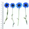 Flores Secas com Galhos, Crisântemos e Margaridas Prensados, Kit de Material para Abajur de Mesa com Flores Prensadas, Marcador de Página de Flores Naturais, Espécime de Planta em Resina