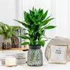 Bambú de la suerte hidropónico enviado con raíces Planta verde de interior Planta en maceta de oficina Planta de sala de estar Dormitorio Cuatro estaciones fácil de cuidar Purificar