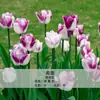 Bulbos de Tulipa para Venda no Atacado, Variedade de Pétala Simples, 1 Bulbo por Pacote, Bulbos de 5 Graus, Plantas de Flores de Interior em Vasos, Floresce o Ano Todo, Fácil de Cuidar