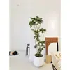 Planta Verde Grande en una Maceta de Madera de Pata de Pato, Adecuada para Sala de Estar y Oficina, Fácil de Cuidar en Todas las Estaciones, También Adecuada para Dormitorio