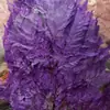 Hojas de Helecho Alpino Eterno al por Mayor del Fabricante: Hojas de Helecho Alpino Doradas, Flores Inmortales, Ramos de Flores Secas, Decoración de Bodas, Hierba Decorativa