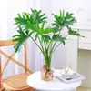Las Plantas Hidropónicas Ave del Paraíso Son Fáciles de Cultivar y Viven en Todas las Estaciones. Sala de Estar Planta Verde Plantas en Maceta en la Oficina Escritorio Florales Strelitzia Reginae