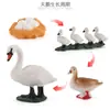 Juguete modelo de animal pequeño simulación ciclo de vida crecimiento rana tortuga pollo Montessori material didáctico preescolar venta al por mayor