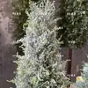 Árbol de cedro simulado falso ciprés de cedro escena navideña de nieve árbol de escena de nieve árbol de filmación árbol de Navidad salón de escultura de hielo decoración árbol de nieve