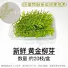 Prensagem e Tingimento de Plantas Frescas Materiais Vegetais Verdes DIY Folhas Florais Materiais Prontos para Prensagem e Carimbagem de Flores