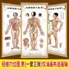 Mapa de Pontos de Meridianos do Corpo Humano Cartaz de Parede Desenho Colorido Cartaz de Parede Quase Grande HD Corpo Inteiro Saúde Moxabustão Massagem Personalização