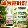 Removedor de Manchas Agente Clareador para Superfície de Folhas de Flores de Plantas Clareador de Superfície de Folhas Um Spray Limpeza Remoção de Poeira Clareamento Verdejante À Prova de Poeira Repelente de Insetos Agente de Limpeza