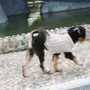 Nuevo suéter casual de punto trenzado de color liso para otoño e invierno para perro, moda, cómodo, ropa para mascotas, ropa cálida en stock